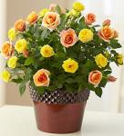 انجینئر! شاہد صدیق خانزادہ